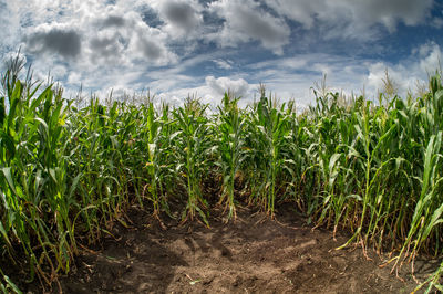 Crops growing on field against sky