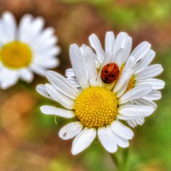 Close-up of insect on flower