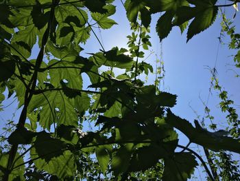 Low angle view of tree against sky