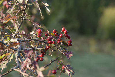 Close-up of red berries growing on tree