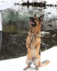 Close-up of dog sitting on snow