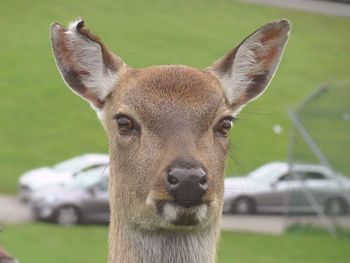 Close-up portrait of horse on field