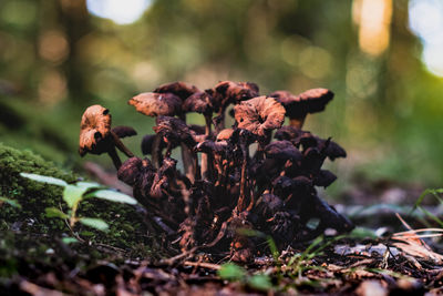 Close-up of wilted mushrooms