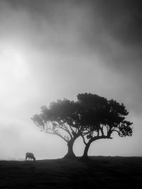 Silhouette of tree on field against sky