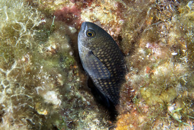 Mediterranean chromis - chromis chromis - in the mediterranean sea