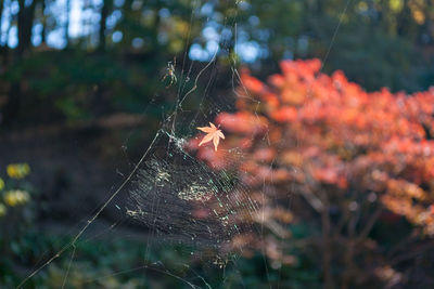 Close-up of spider web on plant