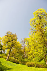 Low angle view of yellow tree against sky