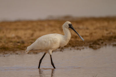 Bird on the beach