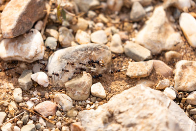 High angle view of stones