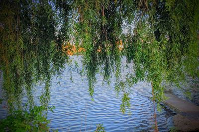 Reflection of trees in lake