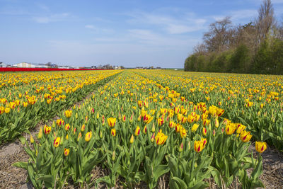 Scenic view of yellow flowers growing on field against sky