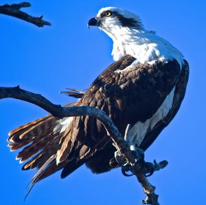 Low angle view of osprey perching on twig against clear blue sky