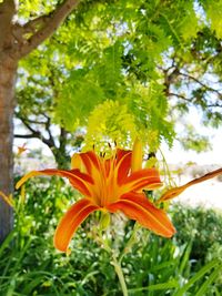 Close-up of orange day lily blooming on tree