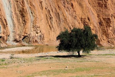 Trees on rock formations in a desert