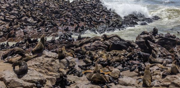 Seals at cape cross, a national park at the coast of namibia