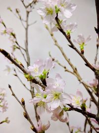 Close-up of white flowers on branch