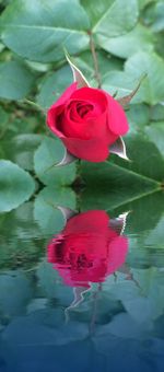 Close-up of pink rose