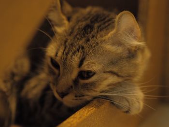 Close-up of kitten sitting