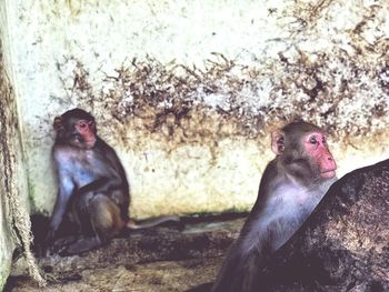 Monkey sitting on rock