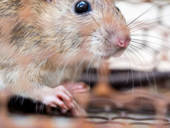 Close-up of a rabbit