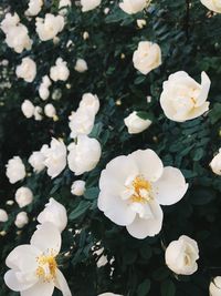 High angle view of white flowering plants