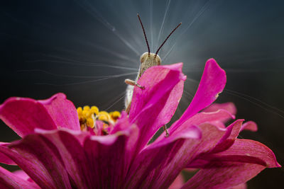 Close-up of butterfly pollinating on pink flower