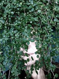 Portrait of woman hiding behind plants