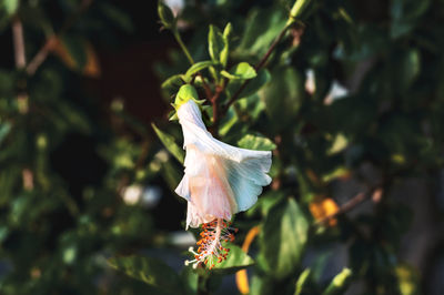 Close-up of flower