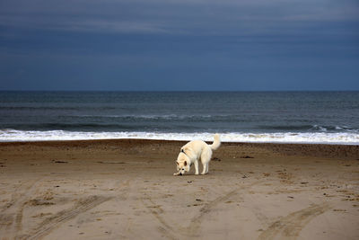 View of a dog on beach