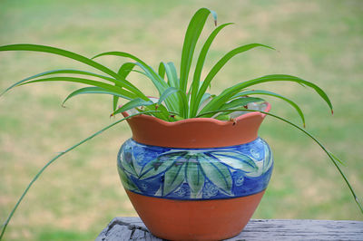 Close-up of potted plant