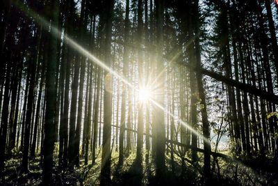 Sunlight streaming through trees in forest