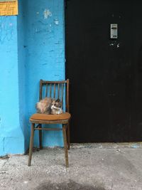 Cat sitting on chair against building