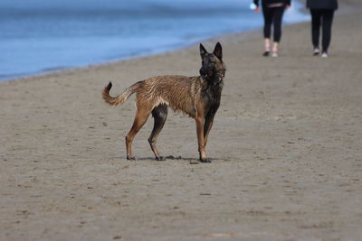 A wet dog on the beach
