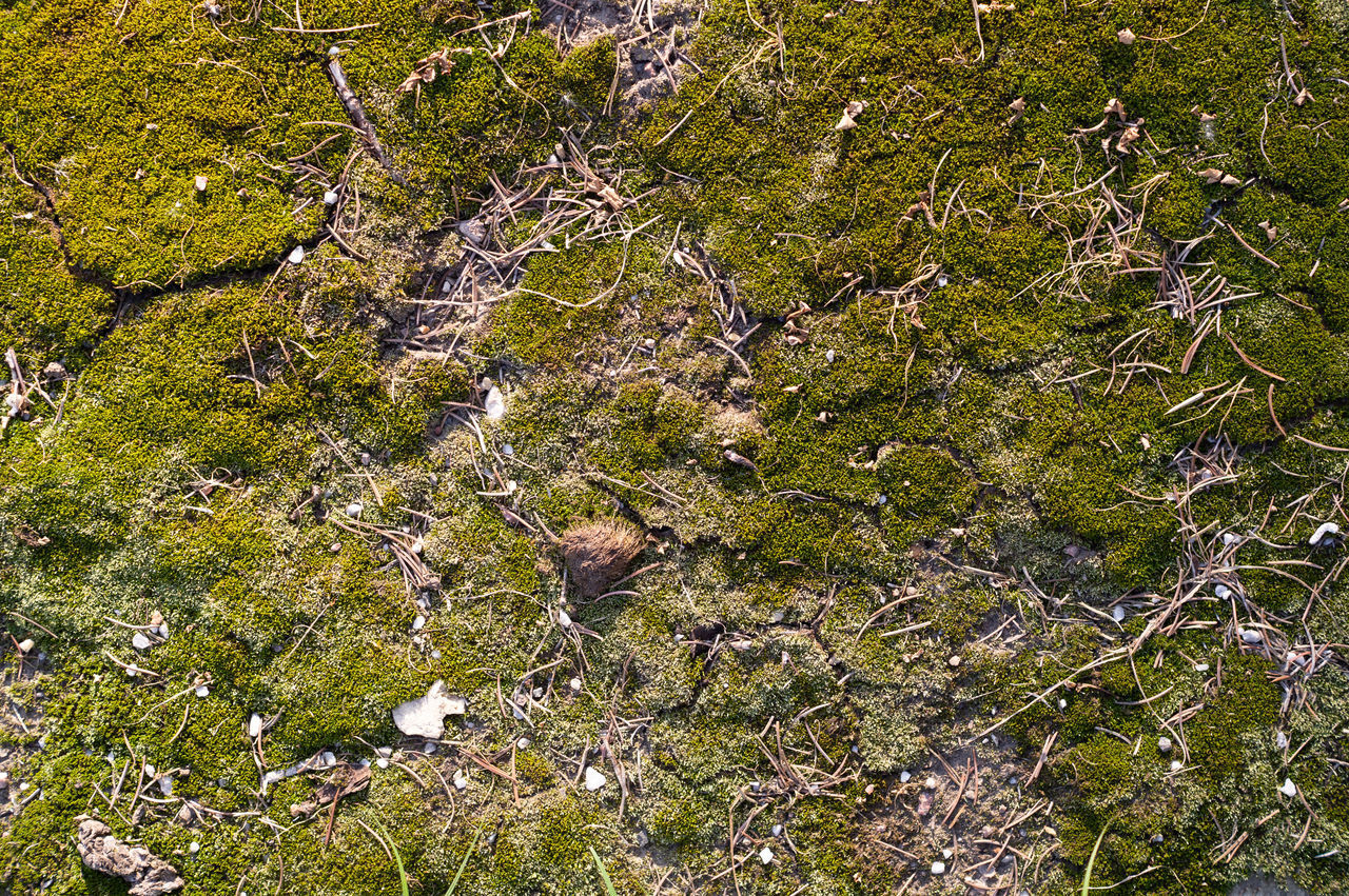 HIGH ANGLE VIEW OF PLANT GROWING ON ROCK