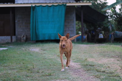 Dog standing on field