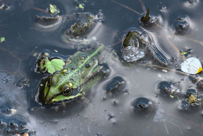 High angle view of frog in water