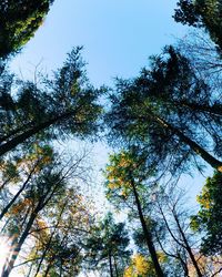 Low angle view of trees against clear sky