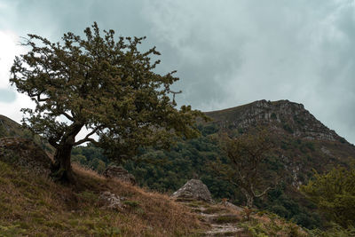 Low angle view of trees on mountain against sky