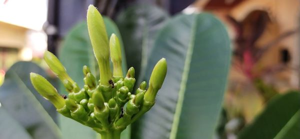 Close-up of succulent plant