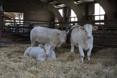 Cows in a shed