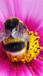 Close-up of honey bee pollinating flower