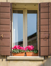 Potted plants against window