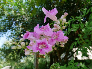 Close-up of pink flowers blooming outdoors