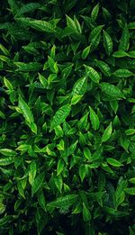 Full frame shot of plants