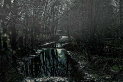 Scenic view of river in forest