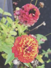 Close-up of red flowers