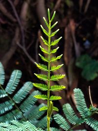 Close-up of succulent plant