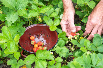 A man picks strawberries in his palm, a large harvest of berries, summer fruit picking, male hands