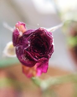 Close-up of pink flower