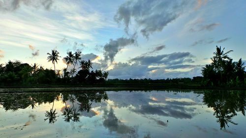 Reflection of trees in water